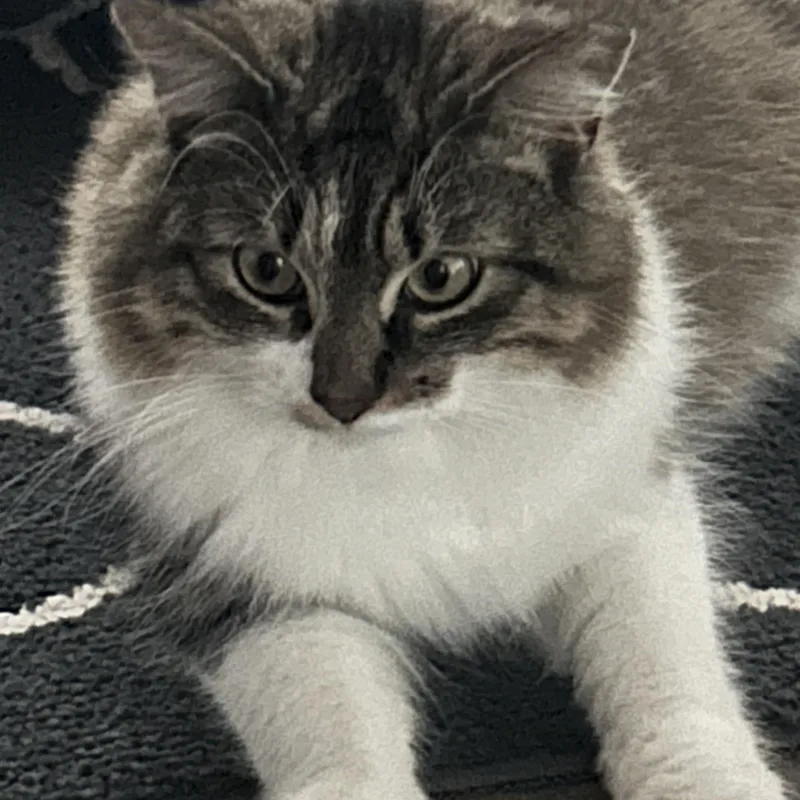A young large-sized female Domestic Long Hair cat named Saffron for adoption in Scranton, PA