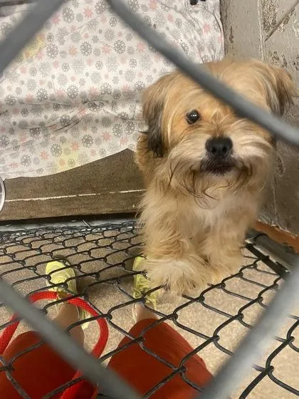 An adult small-sized male Mixed Breed dog named Malachi for adoption in Hobart, IN