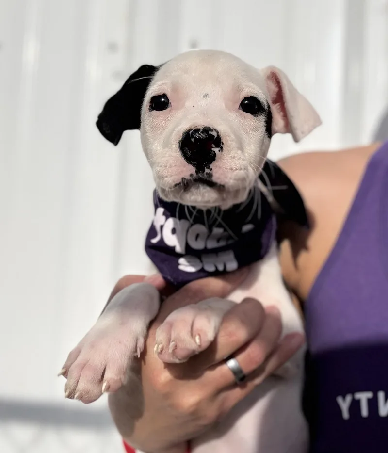 Karlie’s Pups