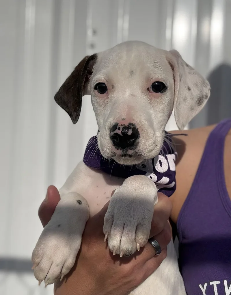 Karlie’s Pups thumbnail 2