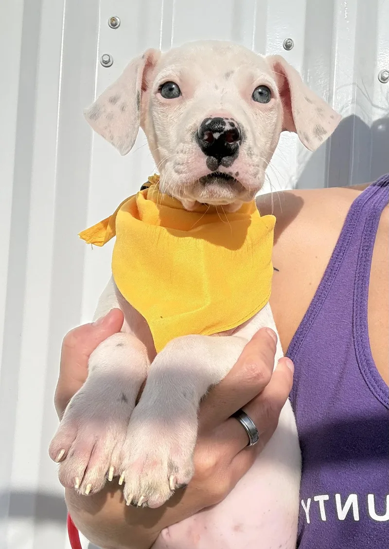 Karlie’s Pups thumbnail 3