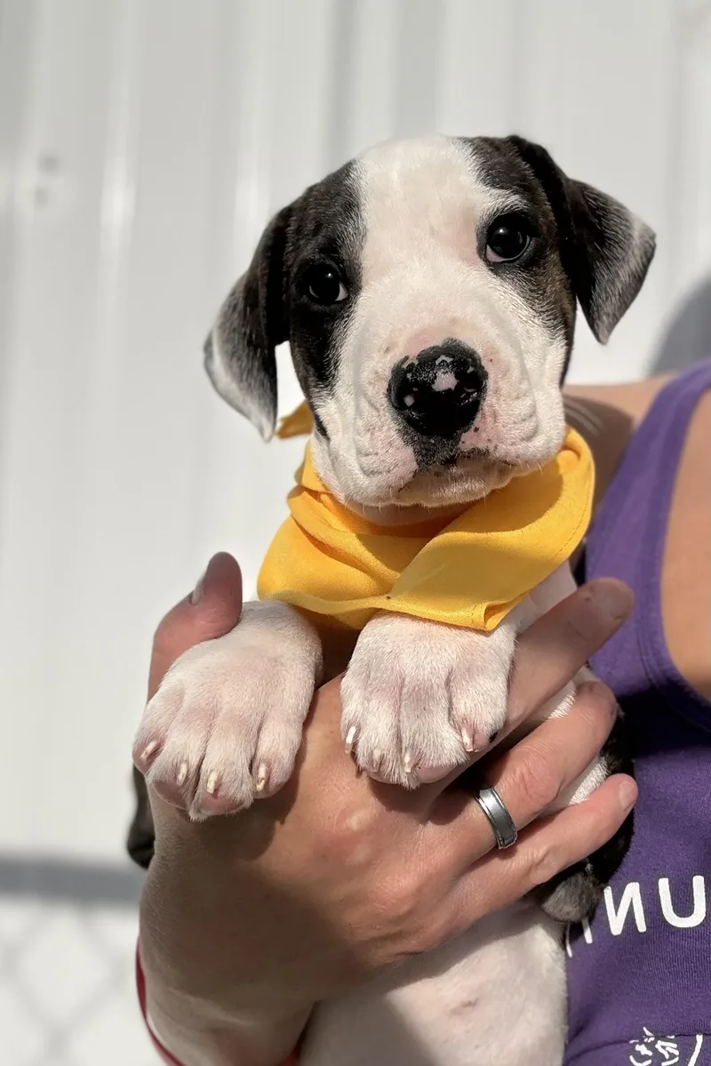 Karlie’s Pups thumbnail 4