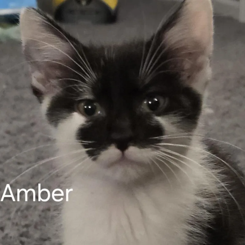 Amber