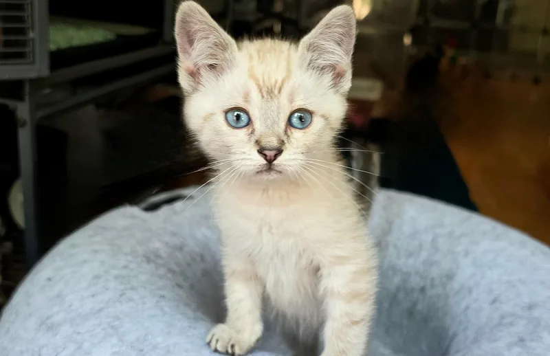Kai
