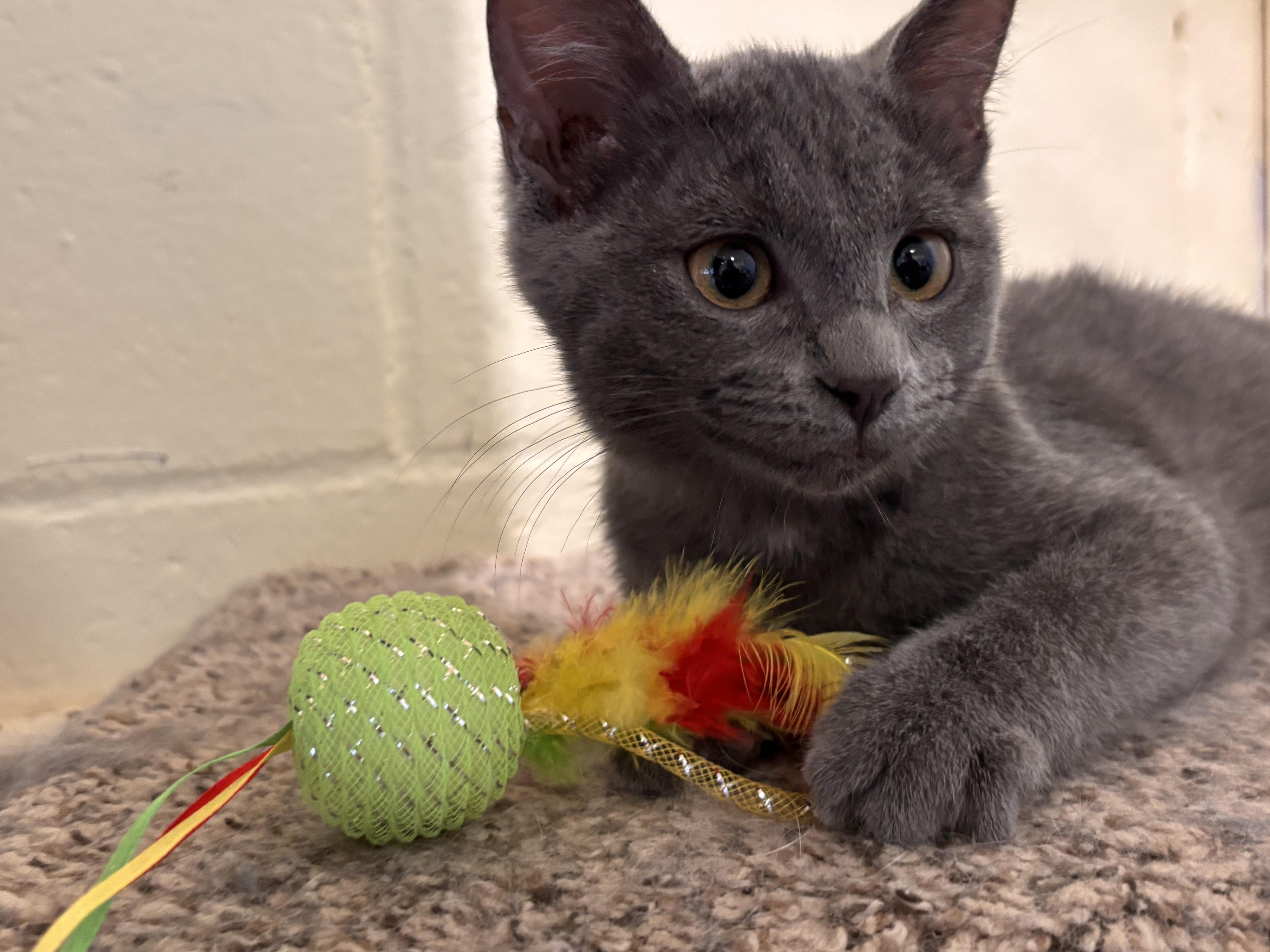 A baby medium-sized male Domestic Short Hair cat named Tuck & Winnie for adoption in Shenandoah, IA