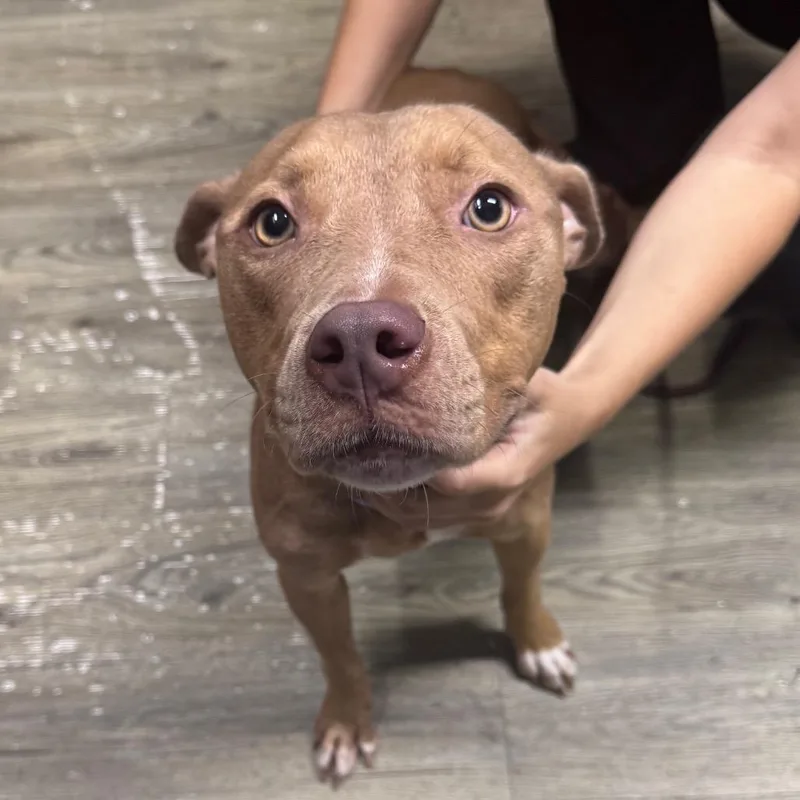 A young medium-sized female Yellow / Tan / Blond / Fawn Mixed Breed dog named Doe for adoption in Summerville, SC