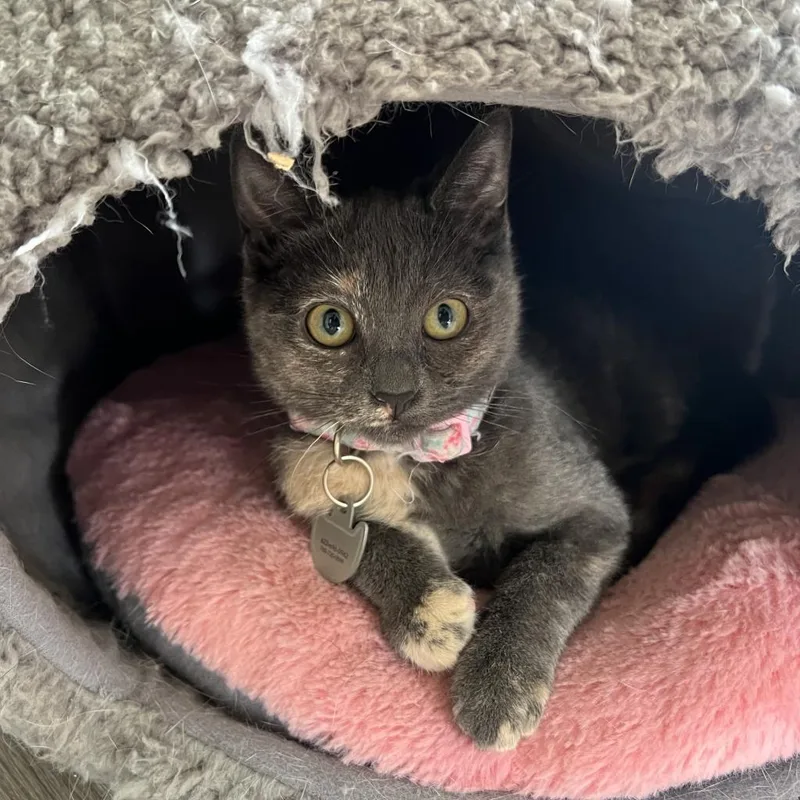 Lady Horth thumbnail 2