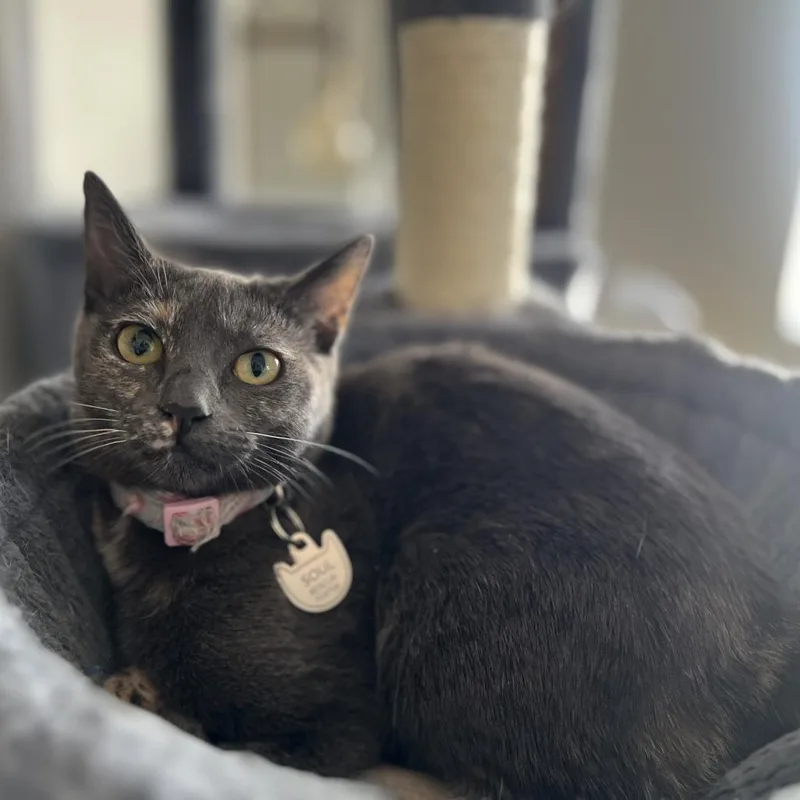 Lady Horth thumbnail 3