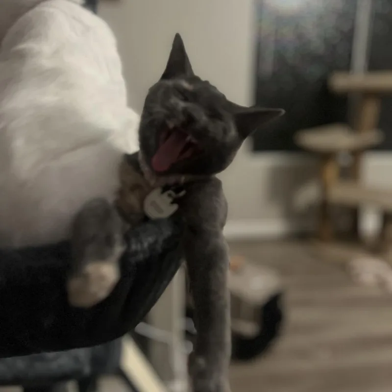 Lady Horth thumbnail 4