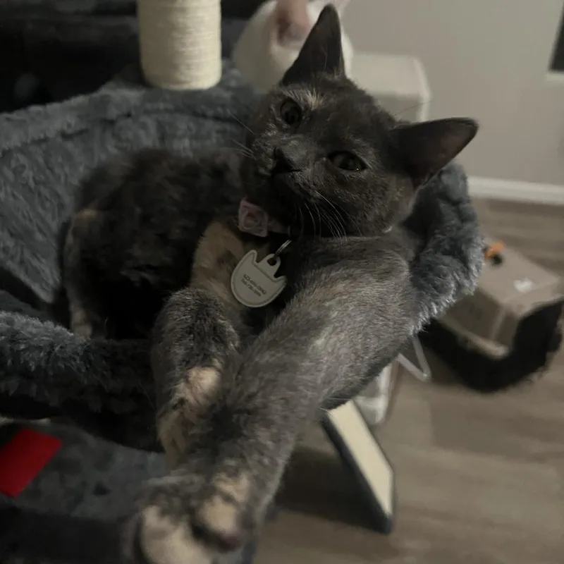 Lady Horth thumbnail 5