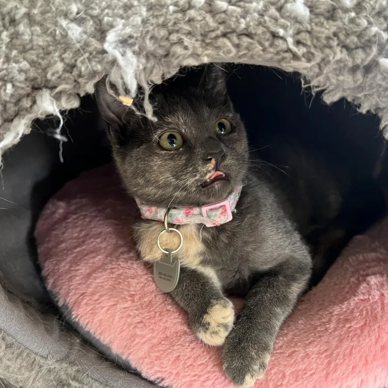 Lady Horth thumbnail 6