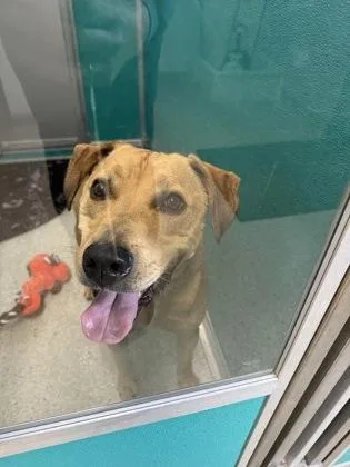An adult large-sized male Pit Bull Terrier dog named Hank for adoption in Pequot Lakes, MN