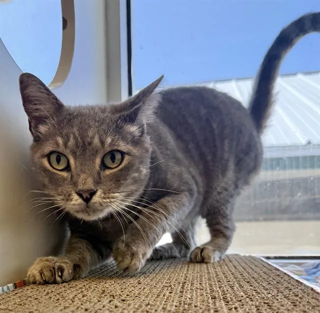 An adult medium-sized male Domestic Short Hair cat named Raphael for adoption in Sarasota, FL