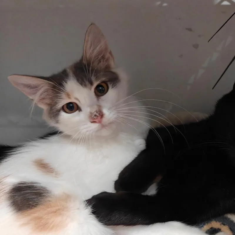 A baby small-sized female Calico Domestic Short Hair cat named Miracle for adoption in New Orleans, LA