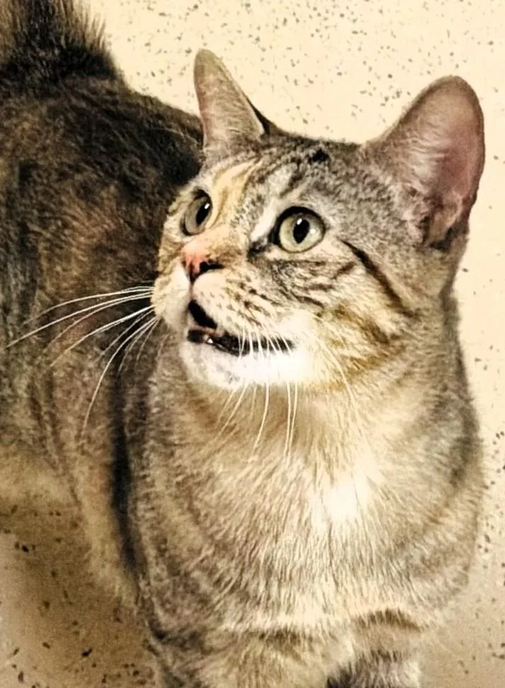 Sparkle Muffin thumbnail 2