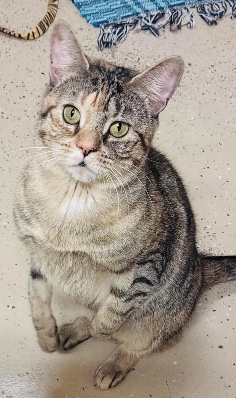 An adult medium-sized female Domestic Short Hair cat named Sparkle Muffin for adoption in Wayland, MA