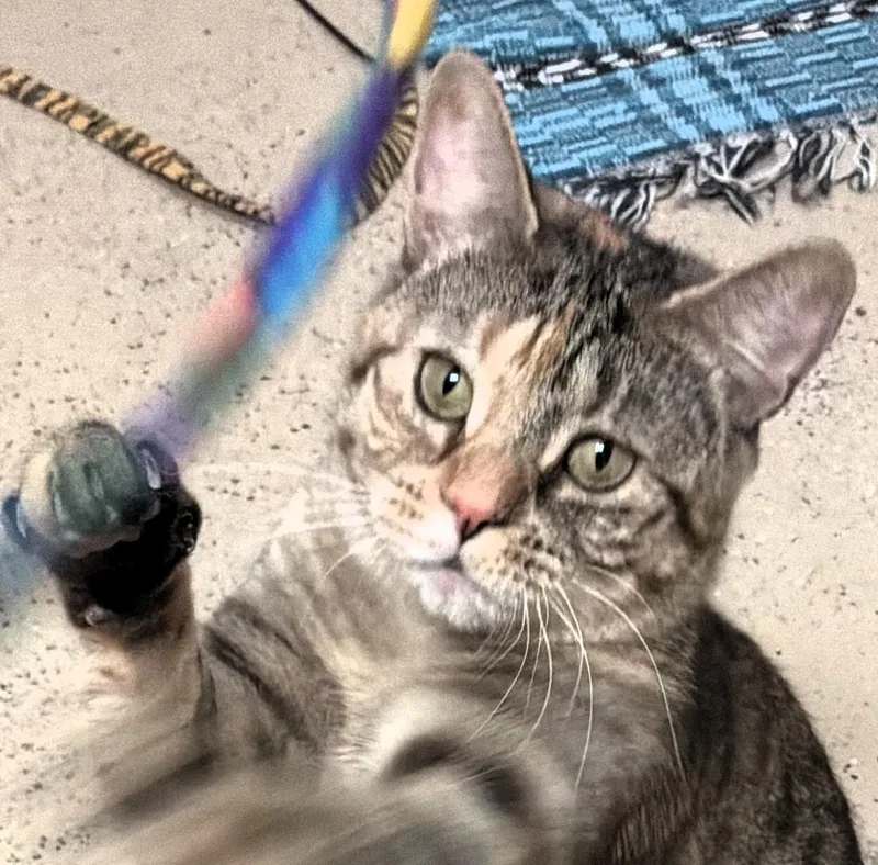 Sparkle Muffin thumbnail 3