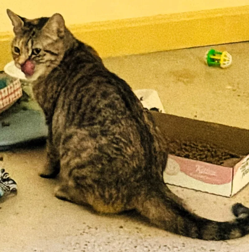 Sparkle Muffin thumbnail 5