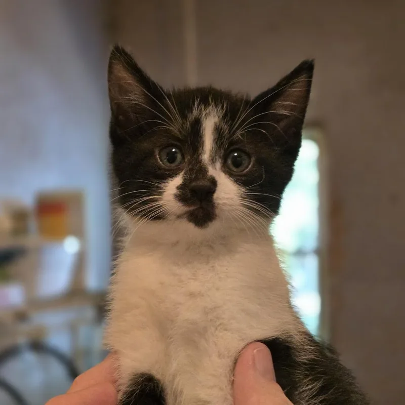 A baby small-sized male White Domestic Short Hair cat named Jack for adoption in Glenfield, NY