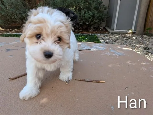 Han