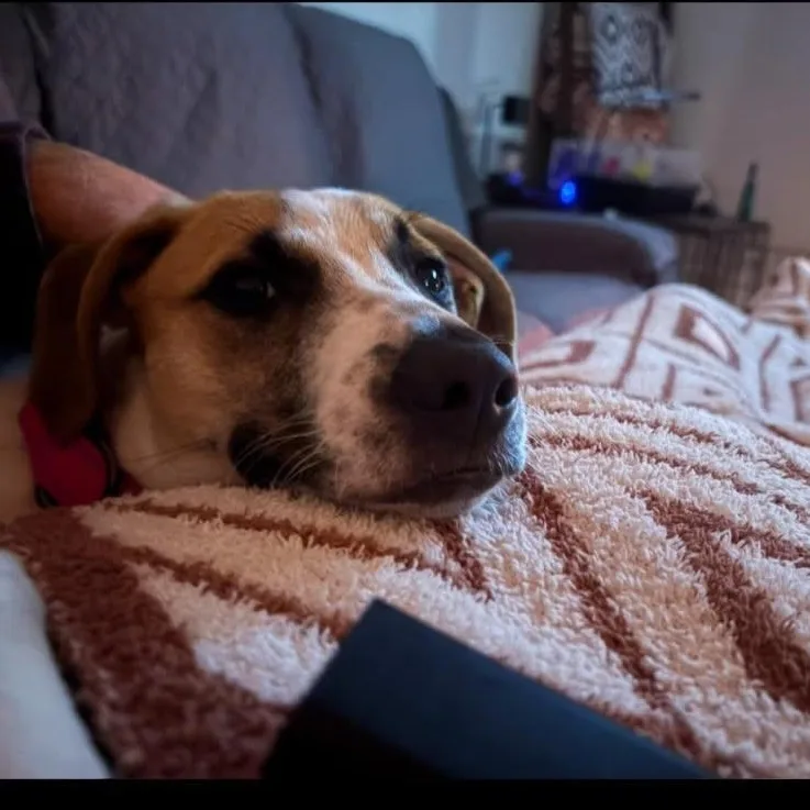 Abby thumbnail 6