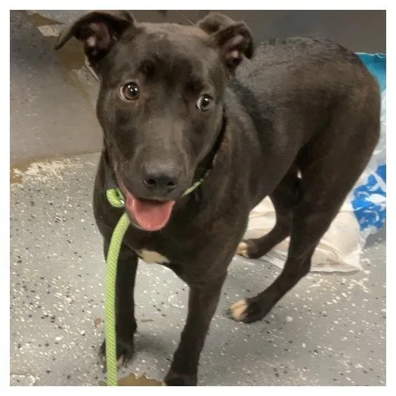 A young medium-sized female Brindle Pit Bull Terrier dog named Mitzy for adoption in St Joseph, MO