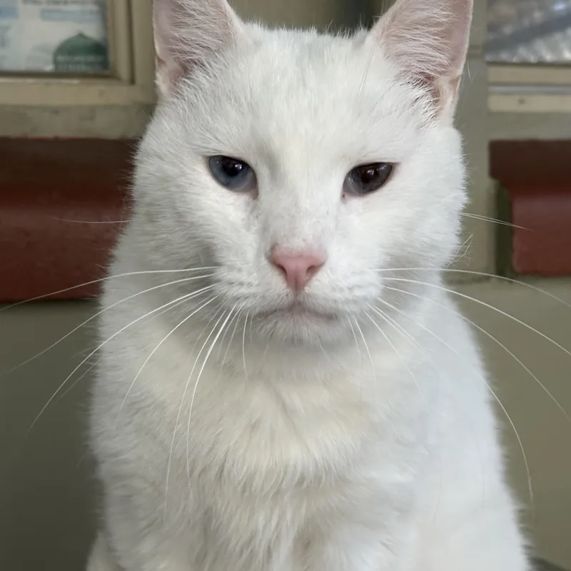An adult large-sized male Domestic Short Hair cat named Leo Big Baby for adoption in Grass Valley, CA