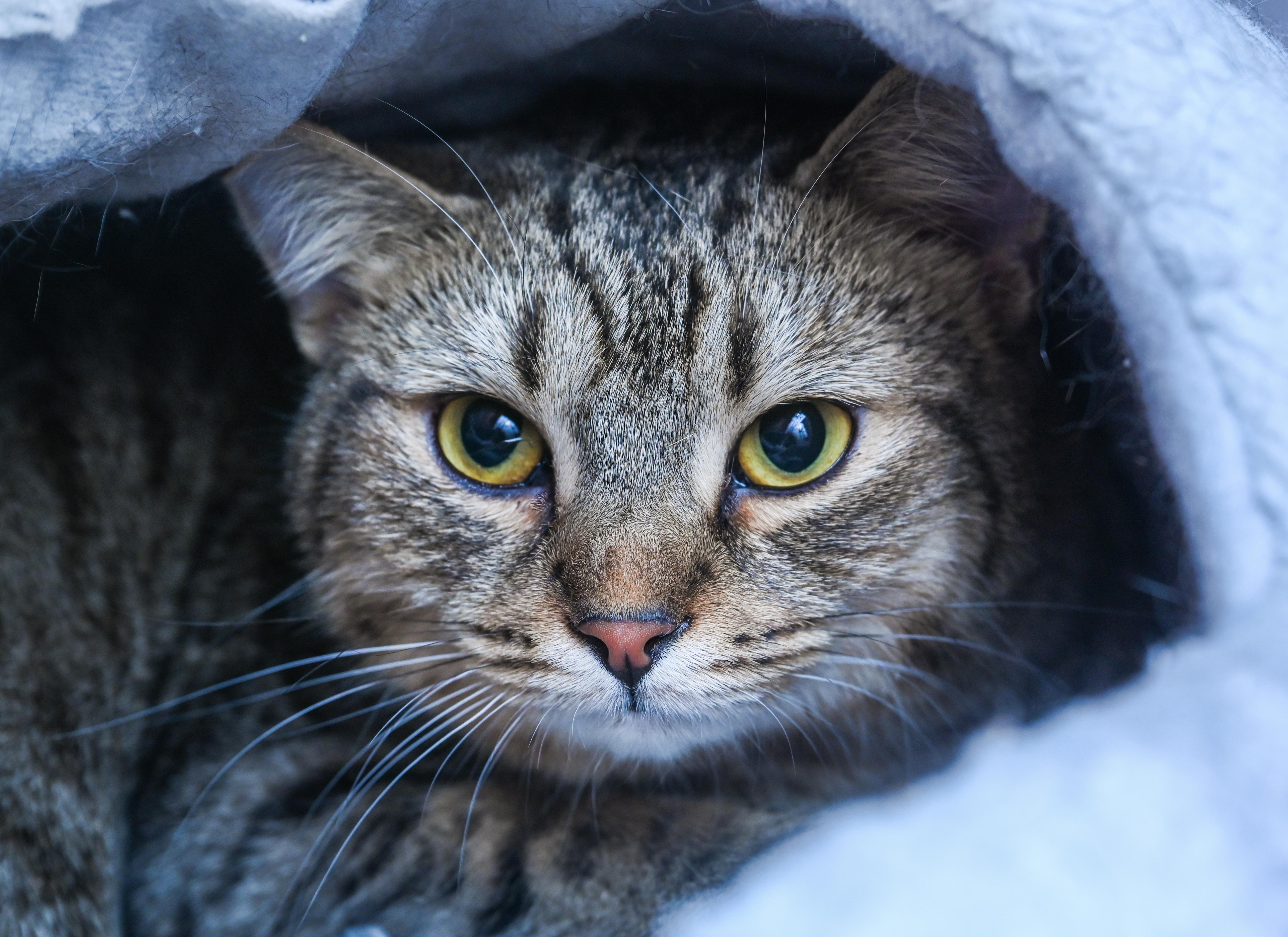 Purrlita thumbnail 2