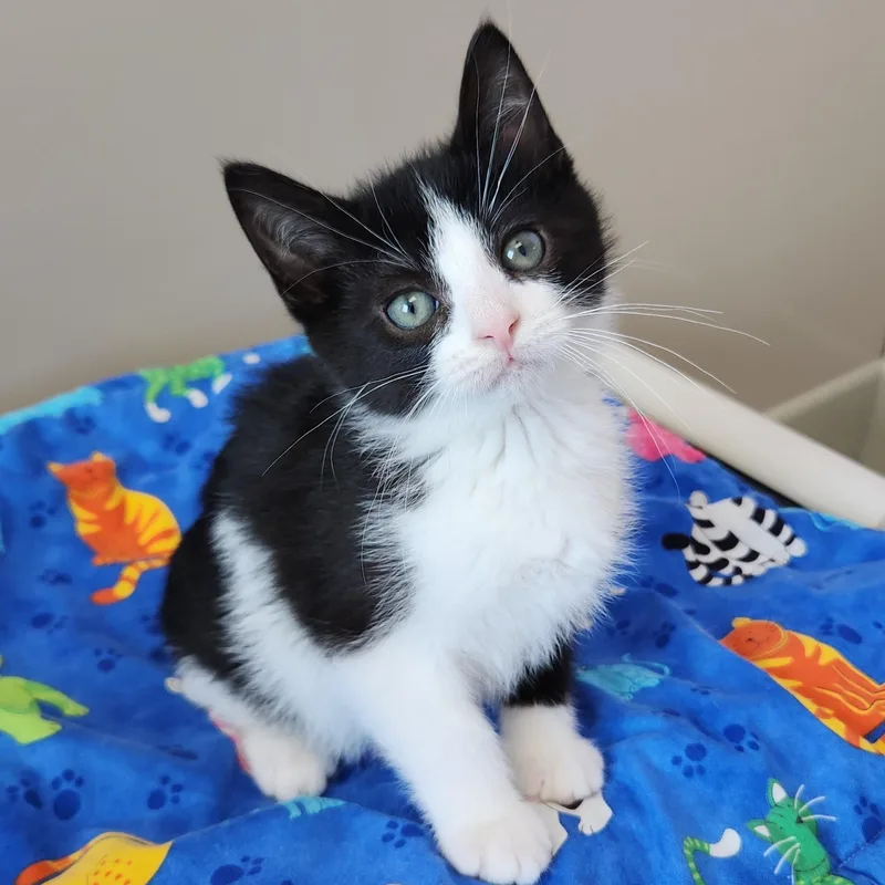 A baby medium-sized male Black & White / Tuxedo Tuxedo cat named Moore for adoption in Marshfield, WI