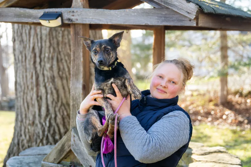 A young small-sized female Bicolor Corgi dog named Little Sophie for adoption in New Rochelle, NY
