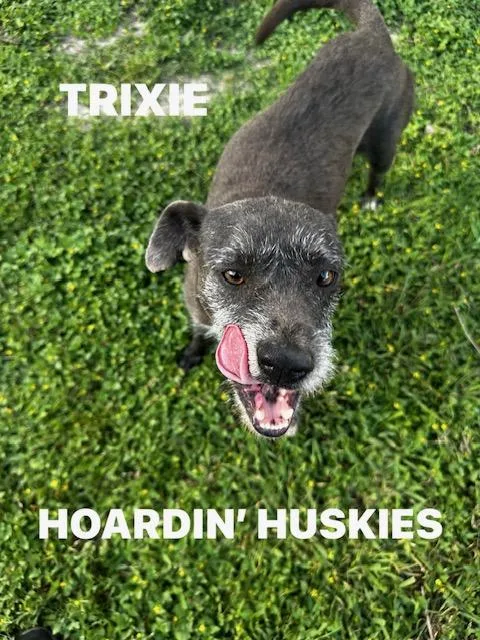 An adult small-sized female Miniature Schnauzer dog named Trixie for adoption in Sumter, SC