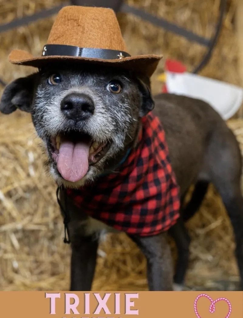 Trixie thumbnail 6