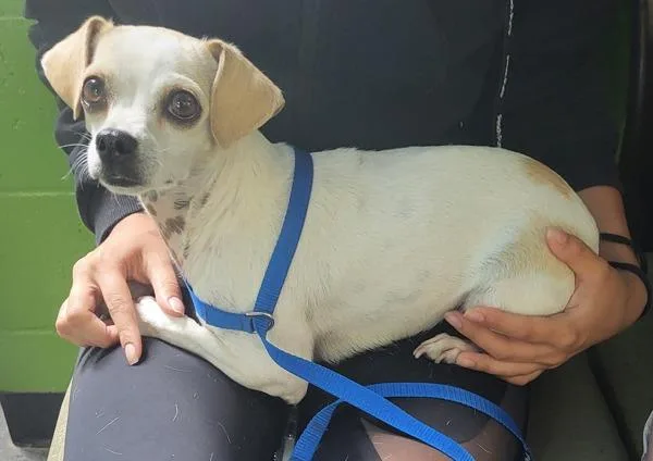 An adult small-sized female Chihuahua dog named Pen  Martha for adoption in Lawrenceville, GA