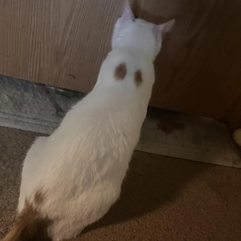 Parmesan thumbnail 2