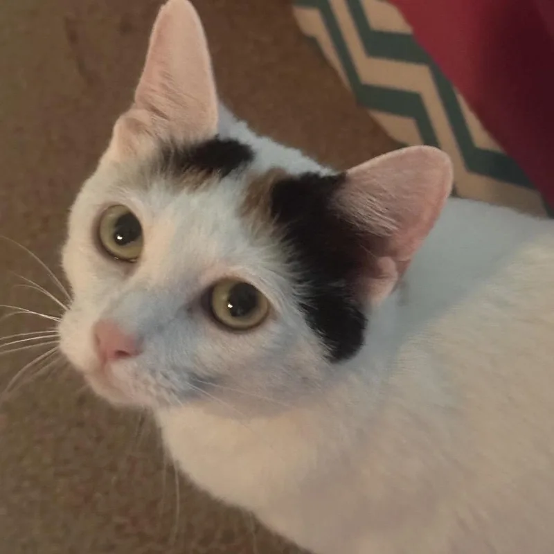 Parmesan thumbnail 3