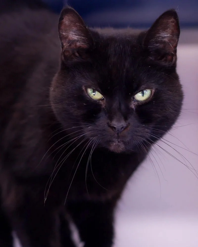 An adult medium-sized female Domestic Short Hair cat named Firestorm for adoption in Bridgeport, CT
