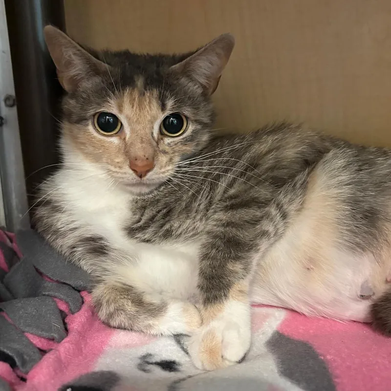 A young medium-sized female Gray / Blue / Silver Domestic Short Hair cat named Nurse Dana for adoption in Chesapeake, VA