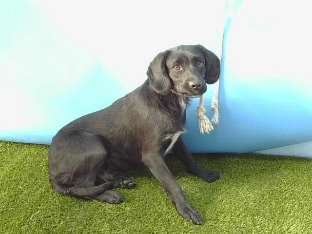 A young medium-sized female Siberian Husky dog named Water Night for adoption in Gardena, CA