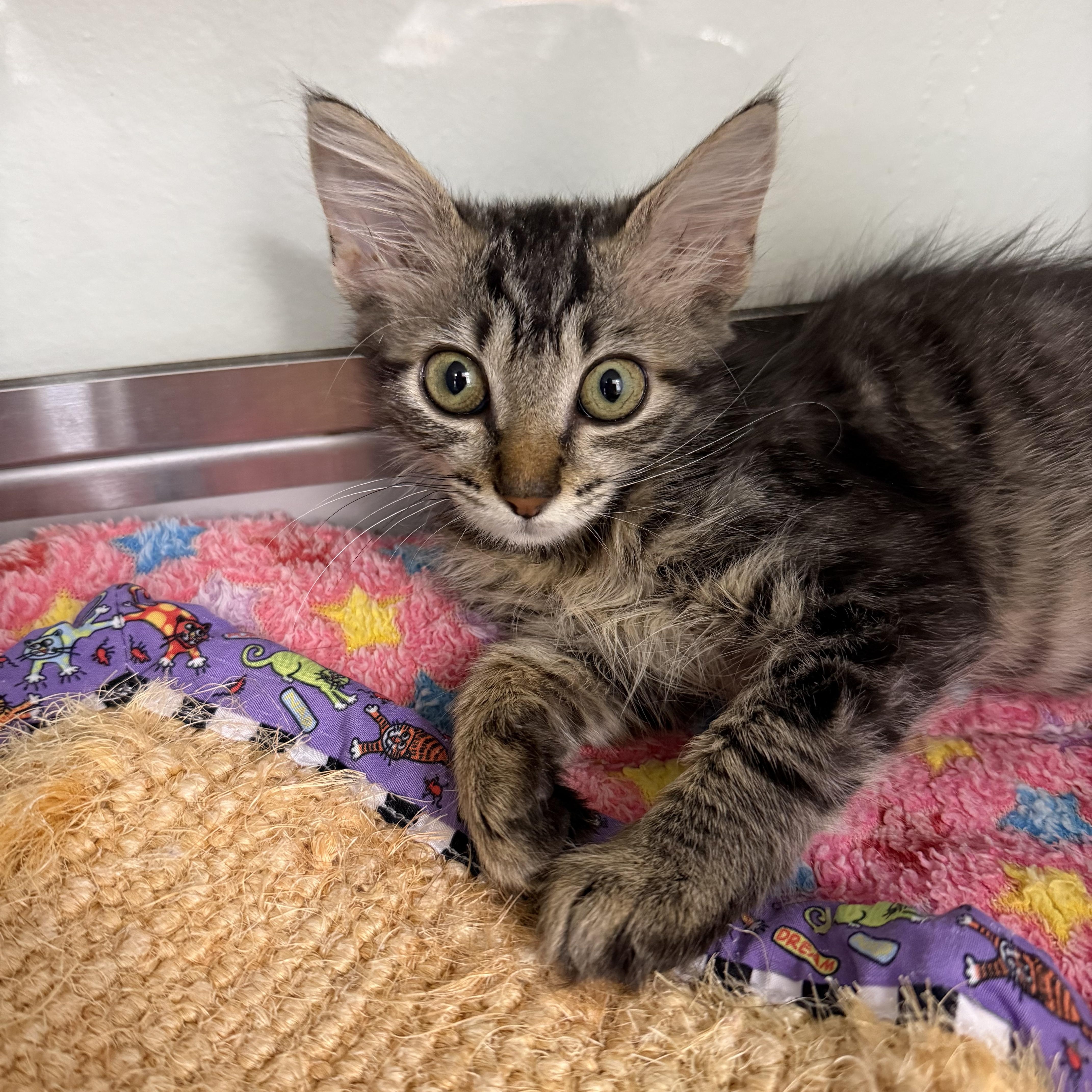 A baby medium-sized female Tabby (Brown / Chocolate) Domestic Medium Hair cat named Lucky Charm for adoption in Miami Beach, FL