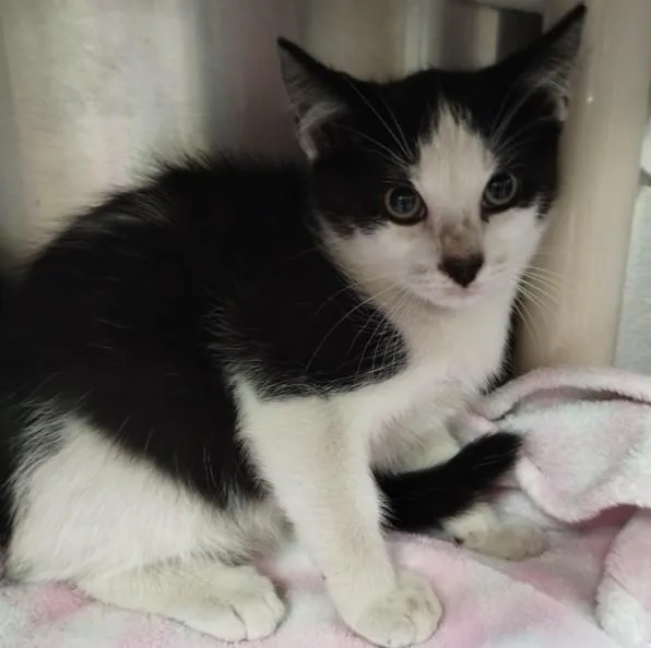 A baby small-sized male Domestic Short Hair cat named A for adoption in Alameda, CA