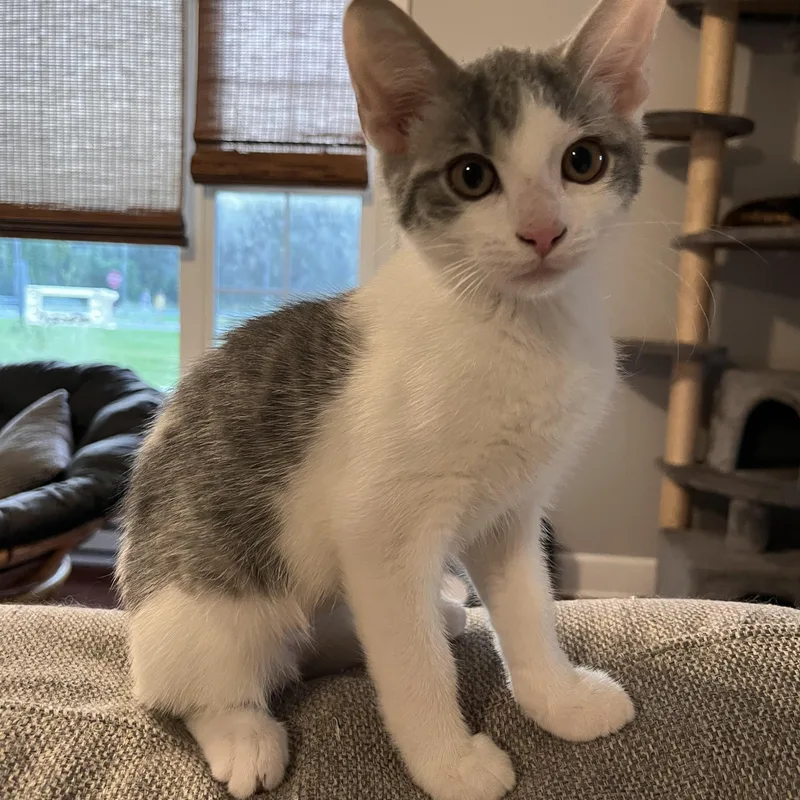 A baby small-sized female Gray & White Domestic Short Hair cat named Feta for adoption in Lewis Center, OH
