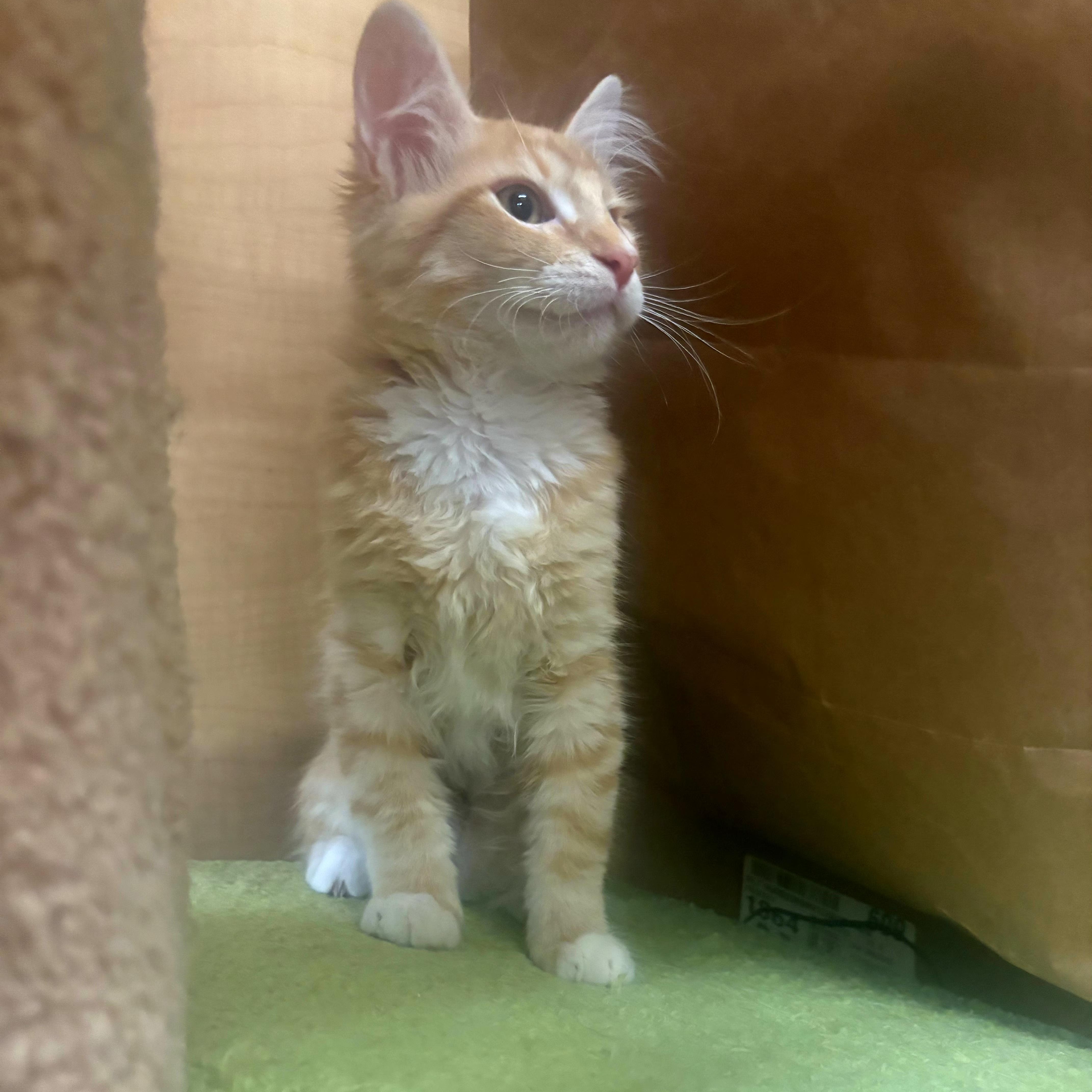 A baby medium-sized female Orange & White Domestic Short Hair cat named Rita Hayworth for adoption in SCOTTSDALE, AZ