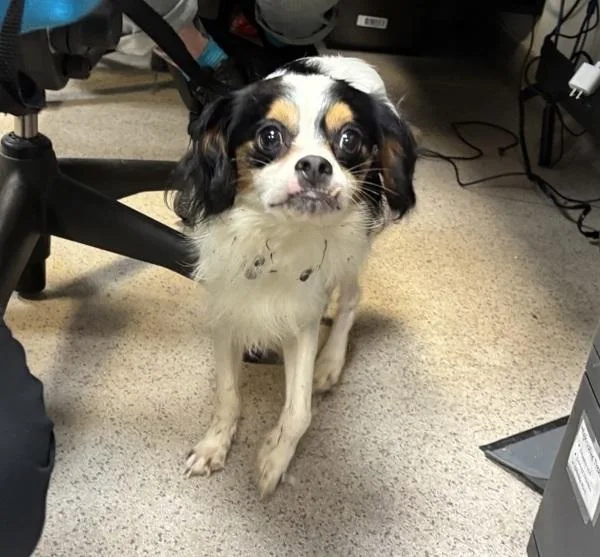 An adult small-sized male Mixed Breed dog named Pan Dulce for adoption in New York, NY