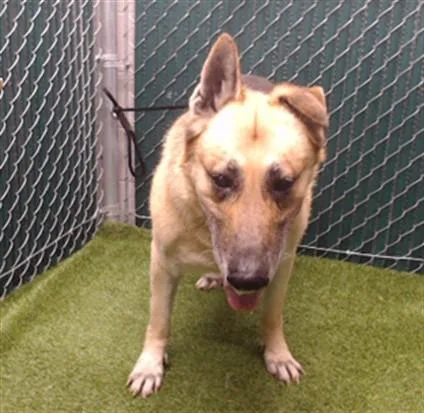 A senior large-sized male German Shepherd Dog dog named Zeus Link for adoption in Downey, CA