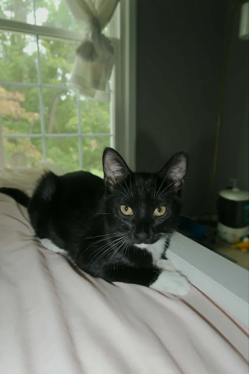 A baby medium-sized male Black & White / Tuxedo Domestic Short Hair cat named Bryce for adoption in Overland Park, KS