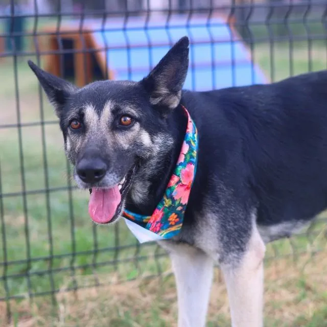 An adult medium-sized female German Shepherd Dog dog named Harper for adoption in San Antonio, TX