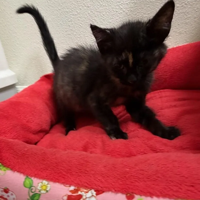 A baby medium-sized female Tortoiseshell cat named Gretchen for adoption in Pasco, WA
