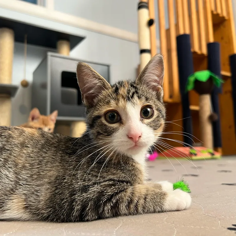 A baby small-sized female Torbie Domestic Short Hair cat named Almond for adoption in Stoughton, WI