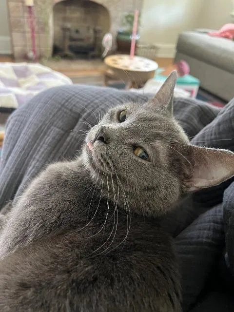 An adult medium-sized male Domestic Short Hair cat named Blue Spruce for adoption in Cincinnati, OH