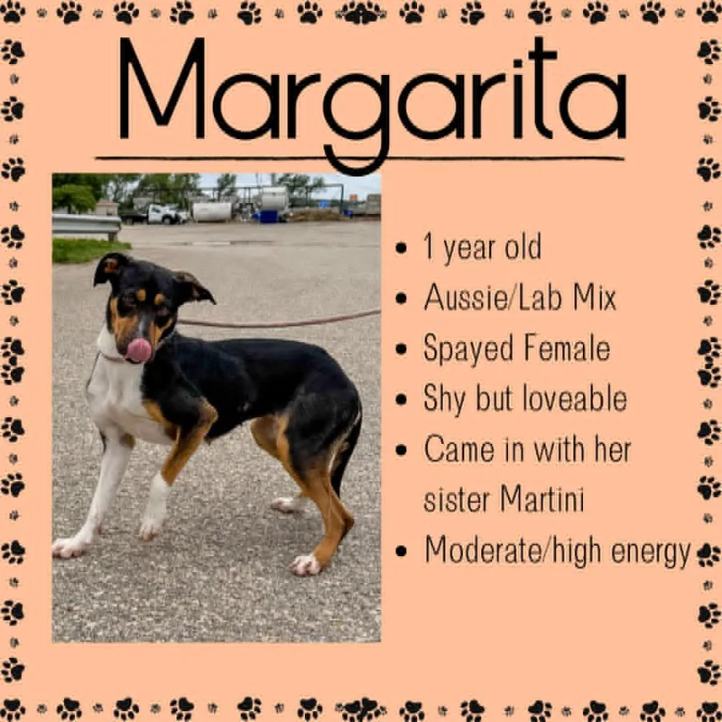 An adult medium-sized female Tricolor (Brown, Black, & White) Australian Shepherd dog named Margarita for adoption in Junction City, KS